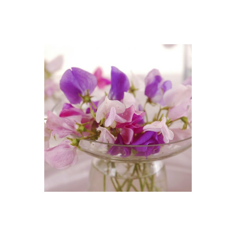 Pot de 25 cubes émulsifiants